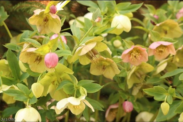 398 Grove St, Montclair Twp., NJ 07043