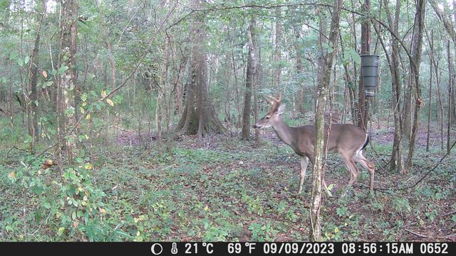 813 Lecture Drive, Ladson, SC 29456