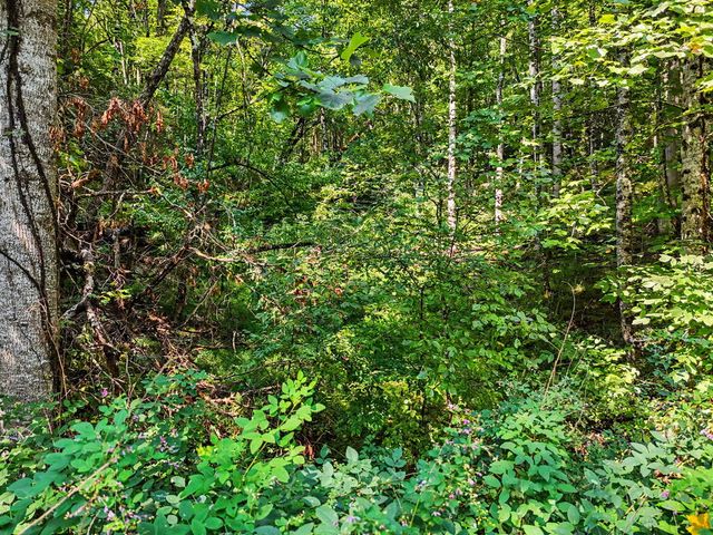 Lot 2 Brasstown Trails, Warne, NC 28909
