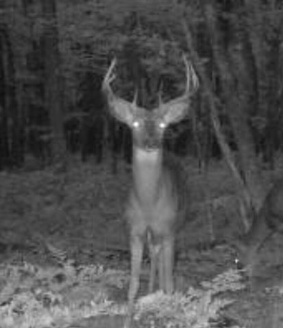 VL W Jones Lake Road, 15 Acres, Grayling, MI 49738