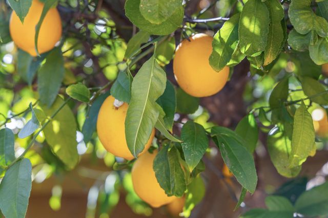 7577 Portree DR, San Jose, CA 95135