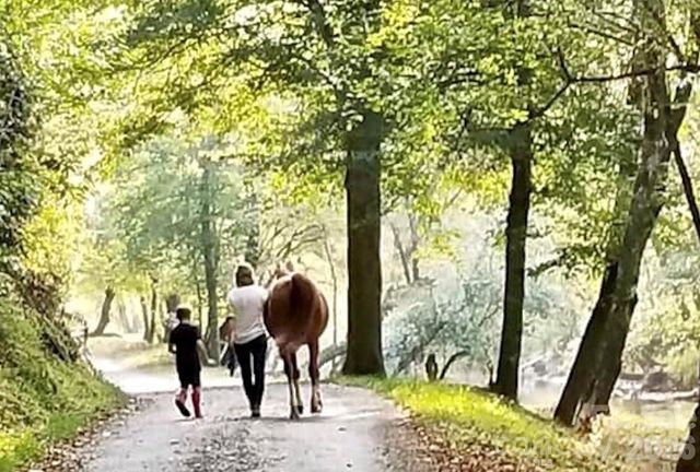 10 acres, Lot 528, Scenic Vista Trail 528, Lenoir, NC 28645