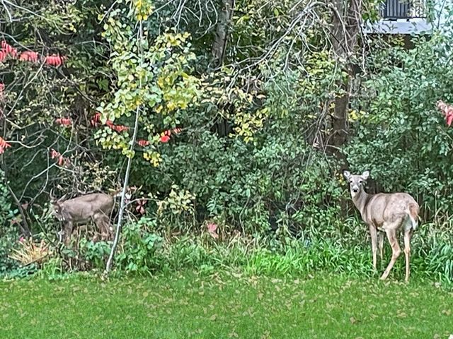 6230 Boulder Ridge Drive, Rockford, MN 55373