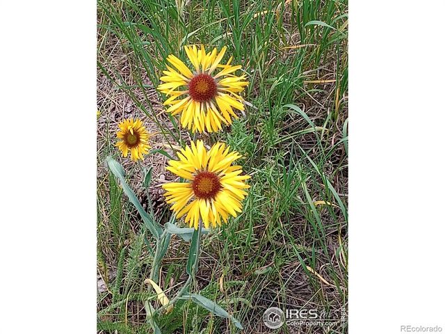 121 Pine Nut Lane, Red Feather Lakes, CO 80545