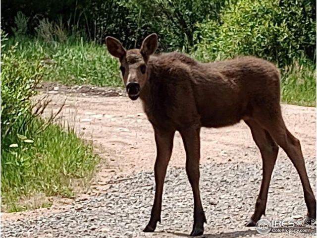 121 Pine Nut Lane, Red Feather Lakes, CO 80545