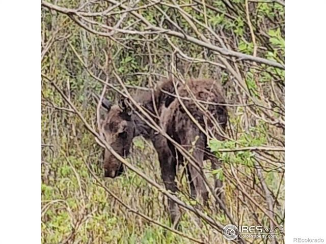 121 Pine Nut Lane, Red Feather Lakes, CO 80545