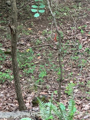 1225 Oglethorpe Road, Jasper, GA 30143