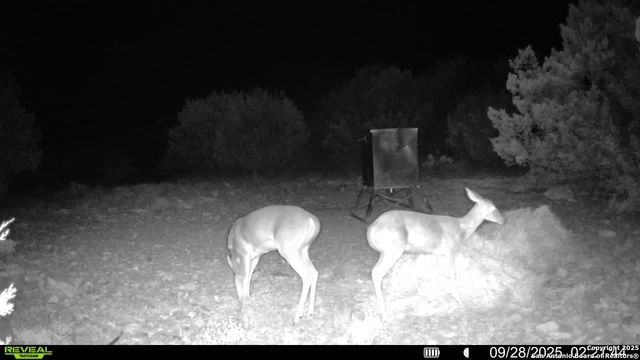 TBD SD 45453, Rocksprings, TX 78880