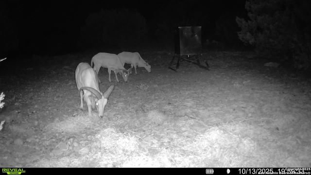 TBD SD 45453, Rocksprings, TX 78880