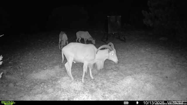 TBD SD 45453, Rocksprings, TX 78880