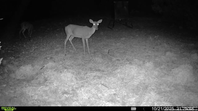 TBD SD 45453, Rocksprings, TX 78880