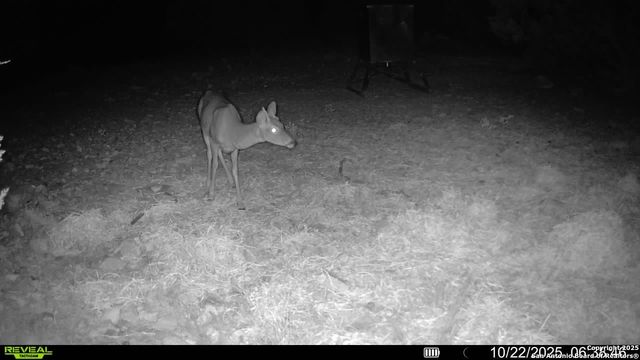 TBD SD 45453, Rocksprings, TX 78880