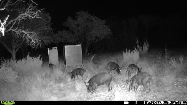 TBD SD 45453, Rocksprings, TX 78880