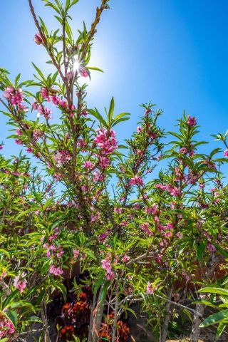 2143 Flint, Escondido, CA 92027