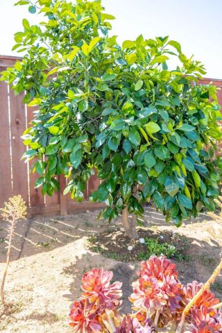 2143 Flint, Escondido, CA 92027