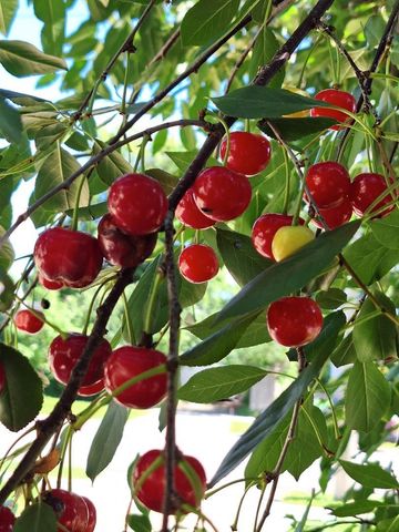 613 11th Street SE, Rochester, MN 55904