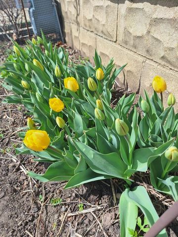 613 11th Street SE, Rochester, MN 55904