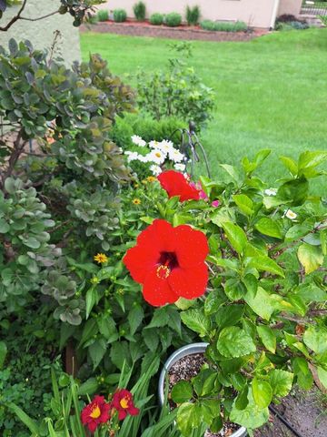 613 11th Street SE, Rochester, MN 55904