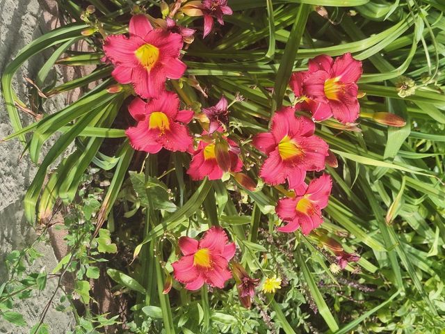 613 11th Street SE, Rochester, MN 55904