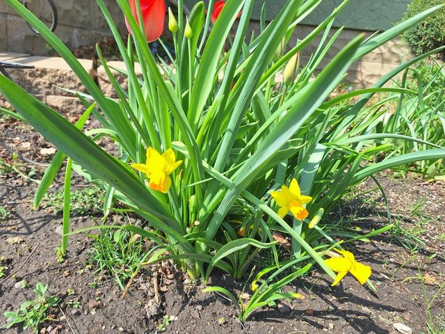 613 11th Street SE, Rochester, MN 55904