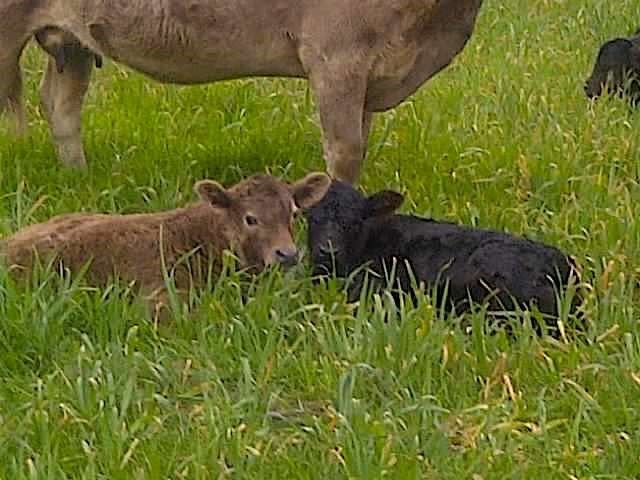 10+ ac. LCR 102 Road, Axtell, TX 76673