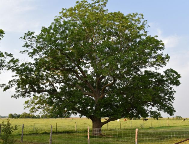 443 County Road 280, Shiner, TX 77984