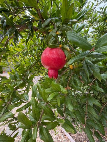 9784 dawn Way, Windsor, CA 95492