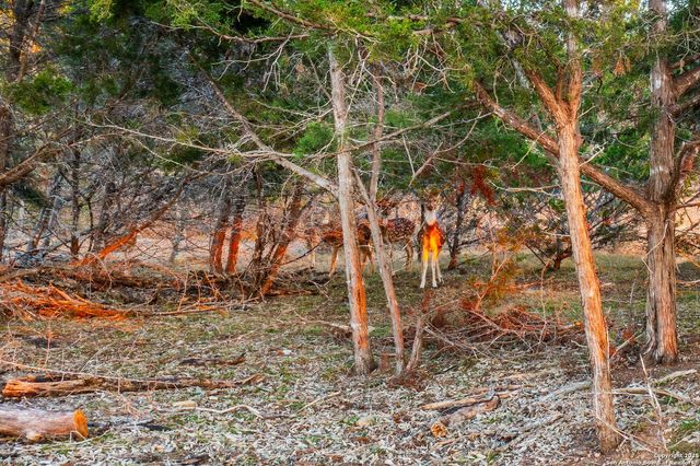 327 Waring Welfare Road, Boerne, TX 78006