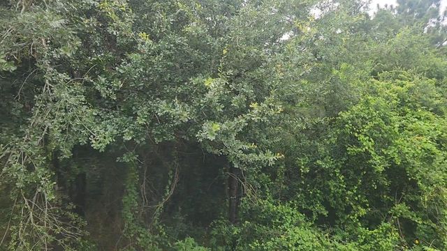 Lot 61 Greenfield Road, Hempstead, TX 77445