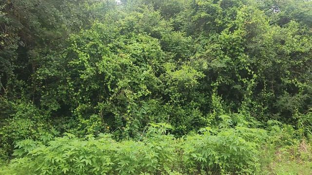 Lot 61 Greenfield Road, Hempstead, TX 77445