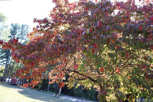 1201 E 42nd St., Texarkana, AR 71854