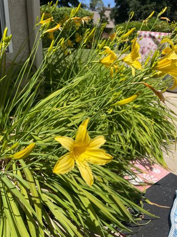 2873 Mitchell Avenue, Clovis, CA 93611