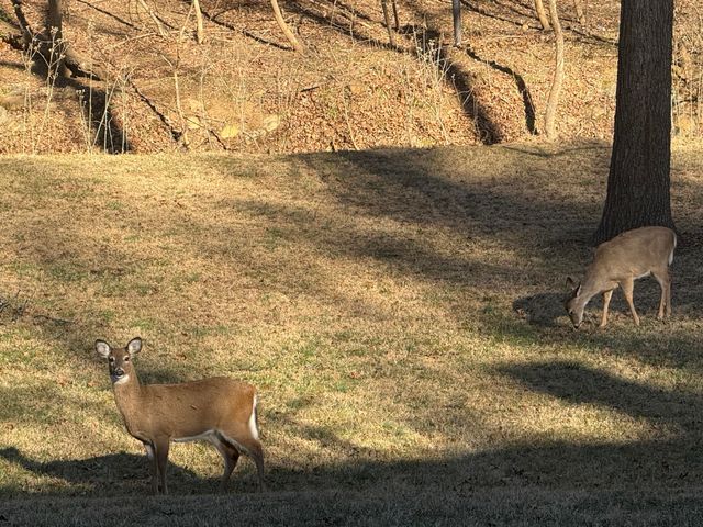 3014 Circle DR, Roanoke, VA 24018