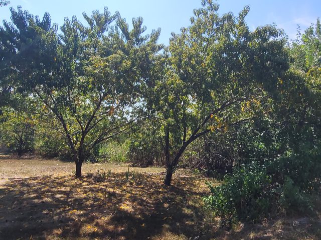 118 Indian Creek Loop, Buffalo, MO 65622