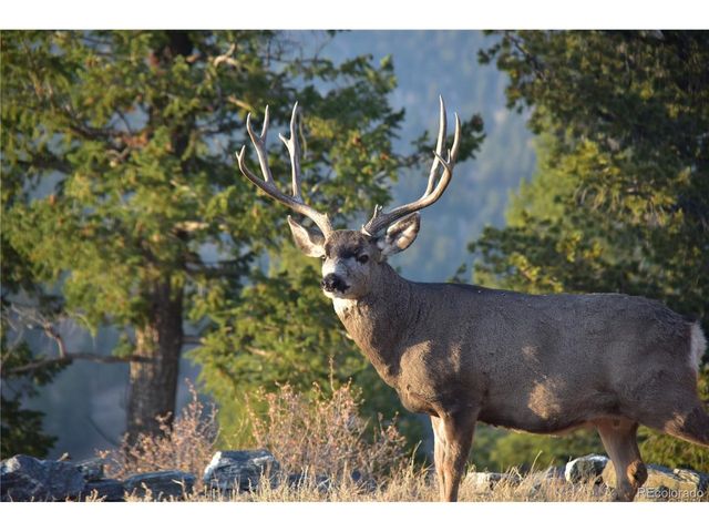 89 Jones Creek Ln, Pine, CO 80470