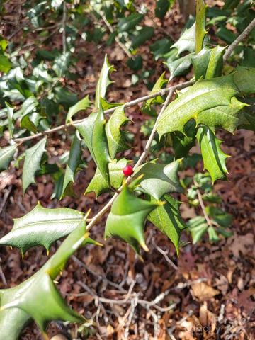 000 Skylark Lane 8, Tryon, NC 28782