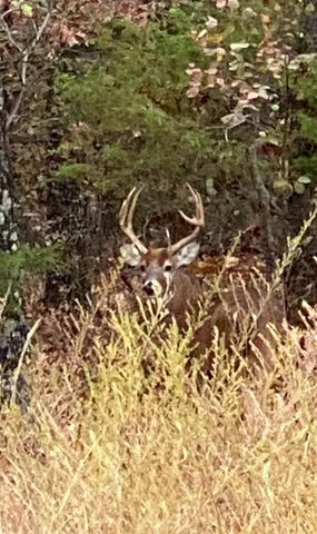 1845 Sycamore Ranch Road, Galena, MO 65656