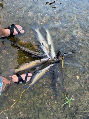 1845 Sycamore Ranch Road, Galena, MO 65656