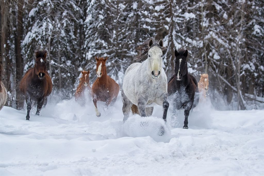 355 Reservoir Road, Whitefish, MT 59937 photo 69