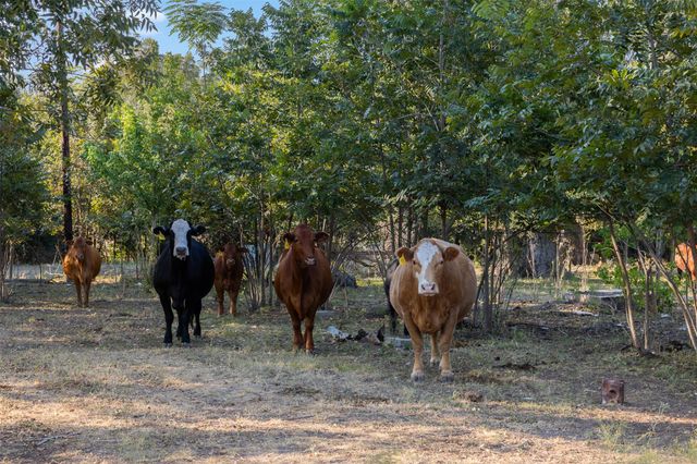 217 Robin Ranch RD, Lockhart, TX 78644