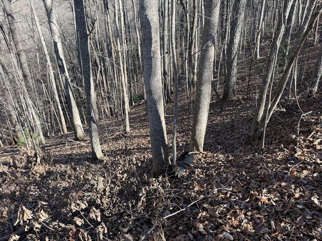 LOT 2 Doc Thomas Ridge Road, Blairsville, GA 30512