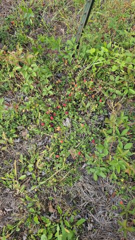 1190 Highway 59 S, Cleveland, TX 77327