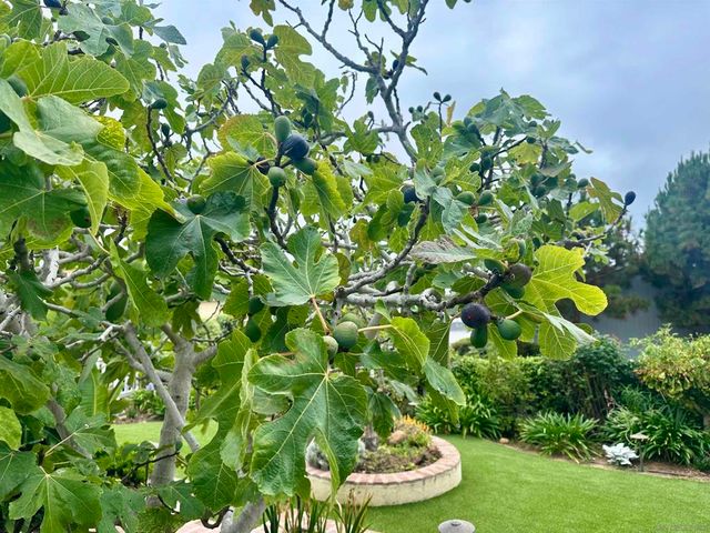 5741 Chelsea Ave, La Jolla, CA 92037