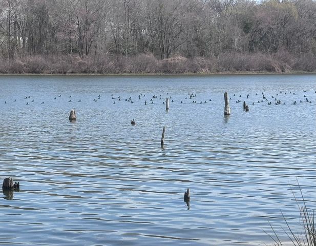 TBD CR 1503, Alba, TX 75410