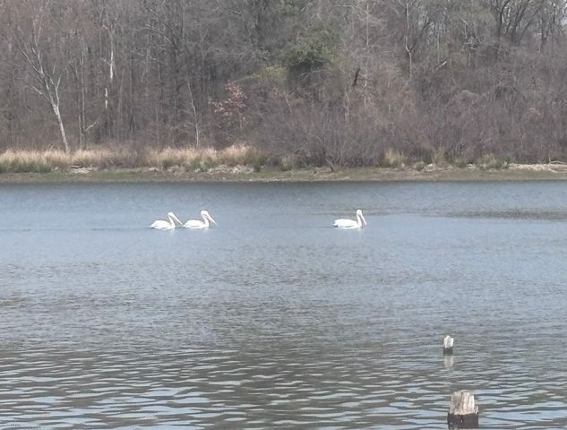 TBD CR 1503, Alba, TX 75410