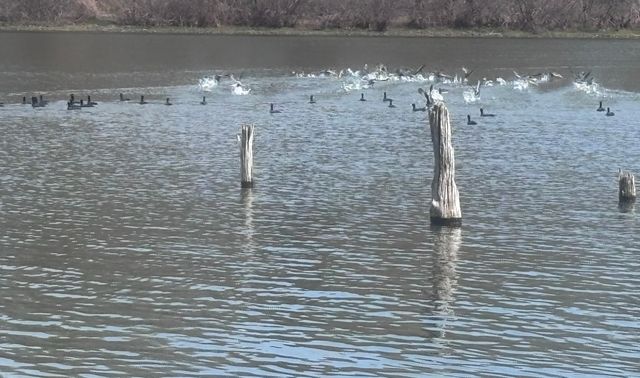 TBD CR 1503, Alba, TX 75410