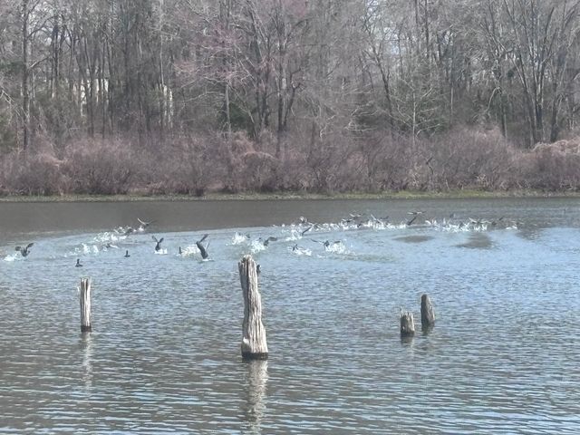 TBD CR 1503, Alba, TX 75410