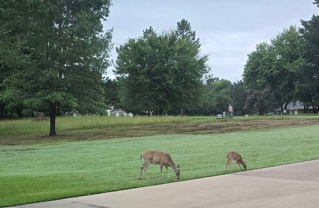 TBD CR 1503, Alba, TX 75410