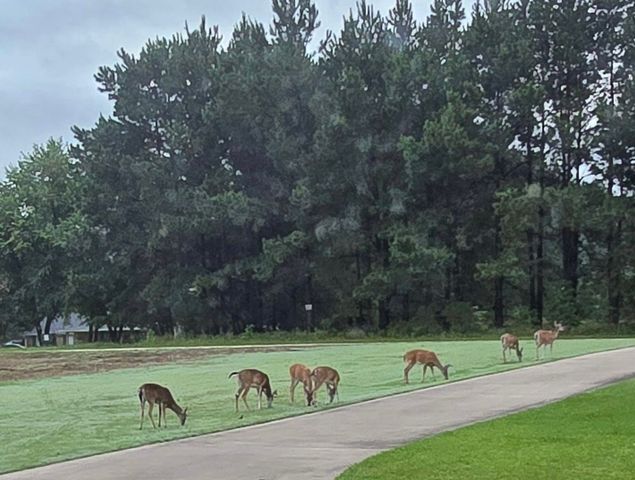 TBD CR 1503, Alba, TX 75410