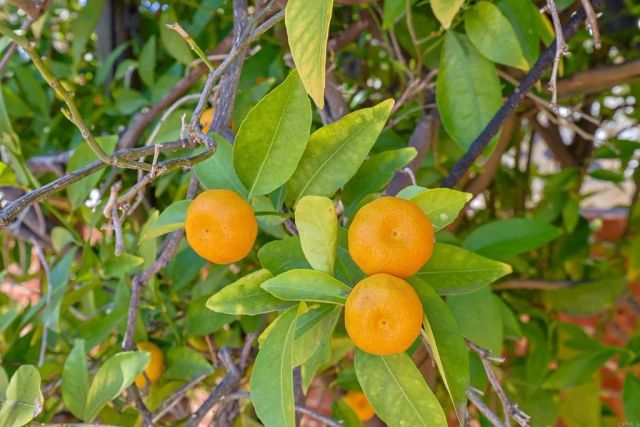 4350 68th Street, La Mesa, CA 91942